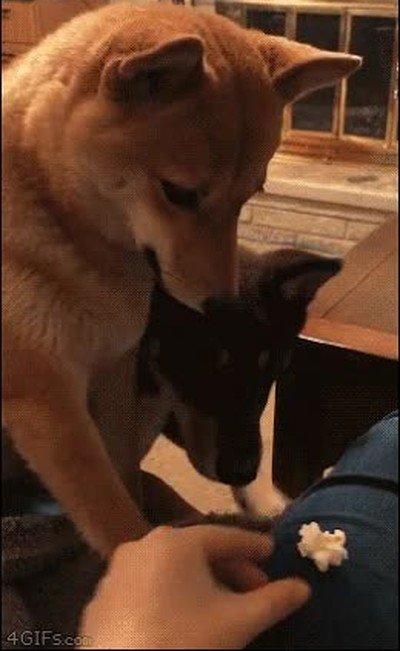 humano,perro,palomita,wtf