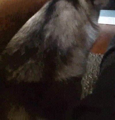 Enlace a Uno de los perros más adorables que verás hoy 