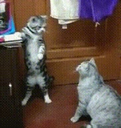 gandalf,balrog,moria,gato