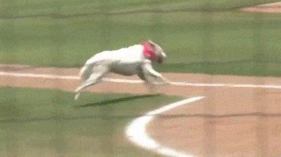 perro,mejor,amigo,jugadores,beisbol