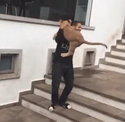 mascota,recibir,salto