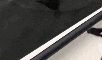 Enlace a Delfín educado sacando la cabeza para saludar a la tripulación