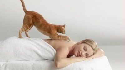 gato,experto,arte,masajes