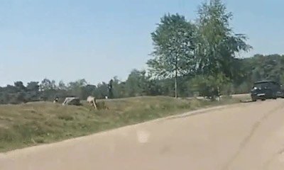 nunca,salir,coche,fotos,safari