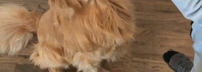 perro,truco,comer,raci&oacute;n,verduras