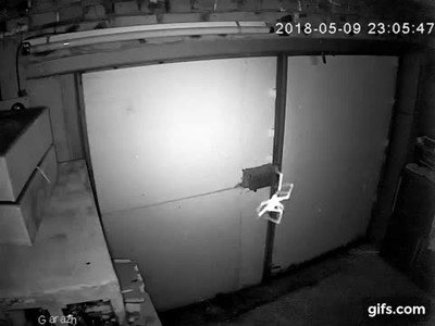 ara&ntilde;a,miedo,c&aacute;mara. puerta,garaje