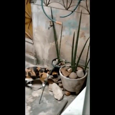 gato,arte,cazar,ratones