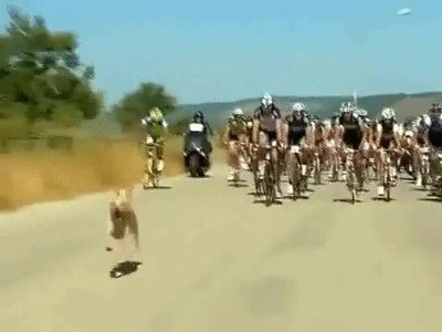 perro,dispuesto,ganar,giro,italia