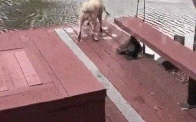 perro,preocupar,vida,humano