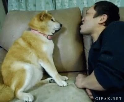 intentar,beso,pareja,perro,sof&aacute;