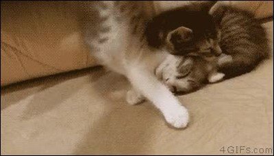 encontrar,gato,postura,correcta