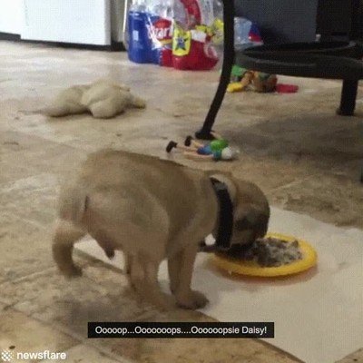 perro,buena,postura,comer