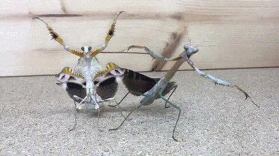 amigo,intentar,ligar,discoteca