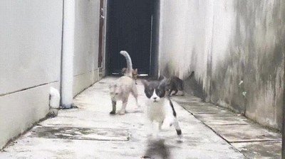 gato,parkour,saltos,pasillo