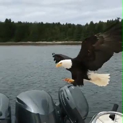 Enlace a La cacería más fácil que tendrá nunca esta águila 