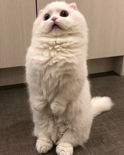 enfermo,gato,cara,volver,clase