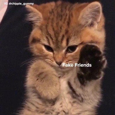 gato,positivo,conceptos,vida