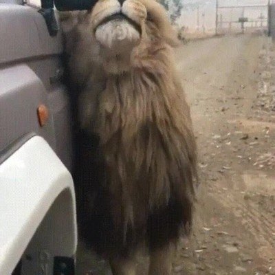 leon,ganas,mimos,cari&ntilde;osos,coche