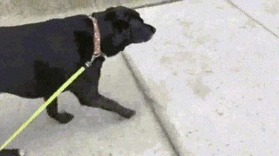 diferencia diferencia,pasear,perro
