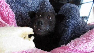 banana,murcielago,cara,lamer