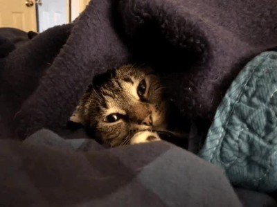 abrir,ojos,gato,domingo