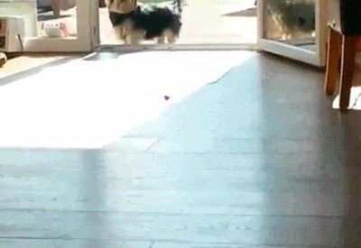 perro,insistir,puerta,cerrada