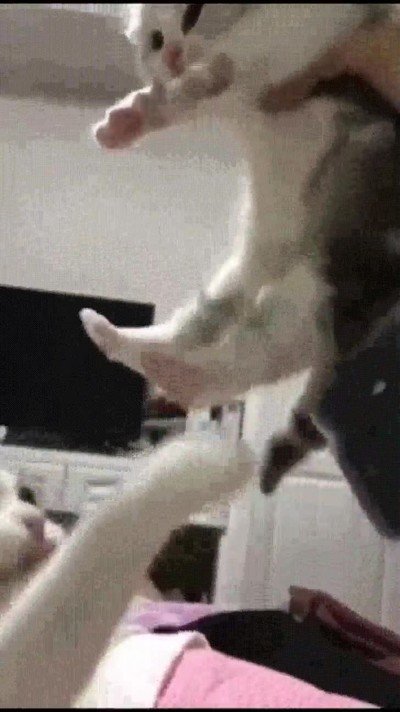 recrear,escena,el rey leon,gatos