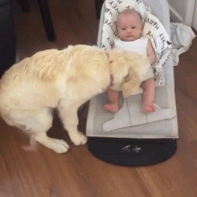 perro,mimos,peque&ntilde;o,casa