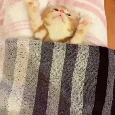 gato,mejor,vida,cama,manta