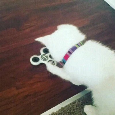 Enlace a Gato flipándolo jugando con un spinner 