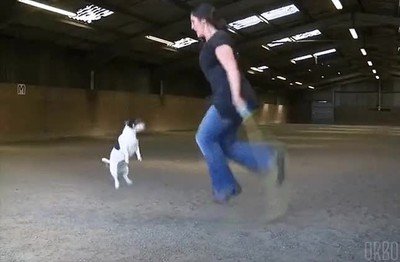 Jack Russell que ha aprendida a saltar a la comba como un campeón jack,russell,aprender,saltar,comba,campeón