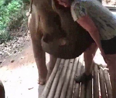 nunca,confianzas,elefante