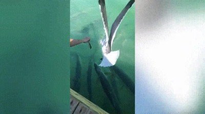 hambre,pescar,comida