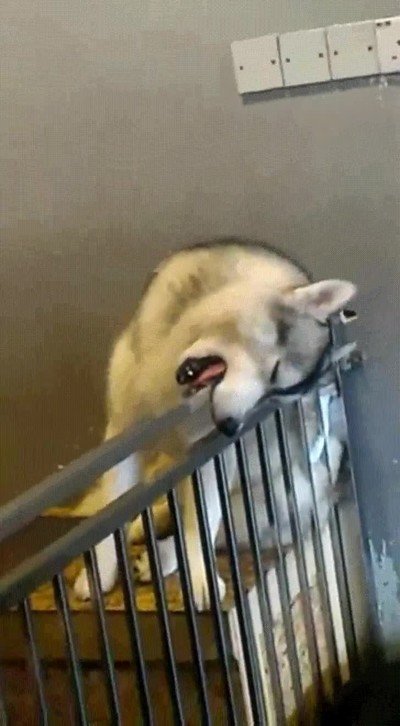 siesta,durar,segundos,perro