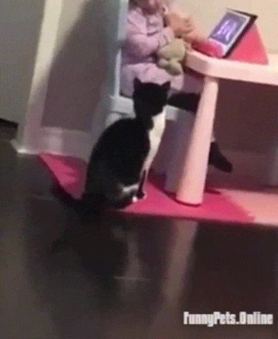 adorable,gato,ni&ntilde;a,tablet