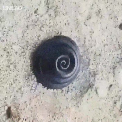 serpiente,enroscar,m&eacute;todo,defensa