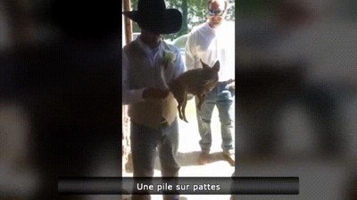 cuerda,perro,cola,juguete