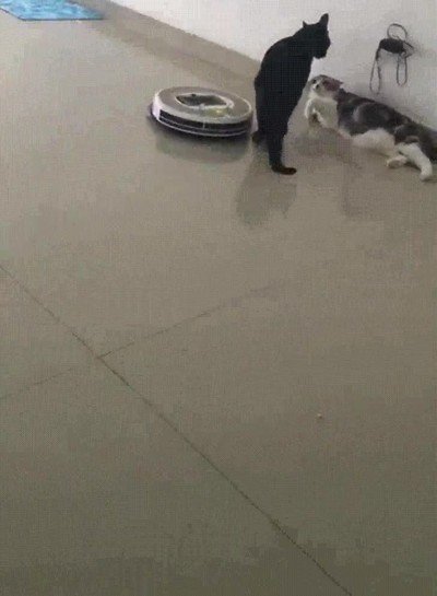 jugar,mami,roomba,gato