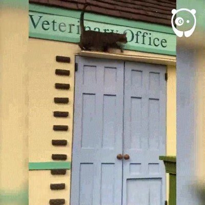 Enlace a Este espectáculo con animales te dejará sin palabras 