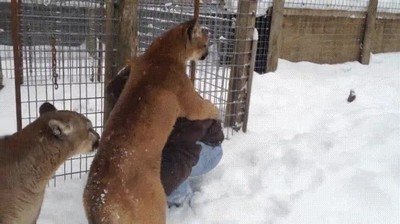 llevar,gato,encima,cachorro