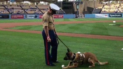 perro,marina,ense&ntilde;ado