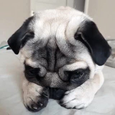 que te pasa,perro,cara,nada