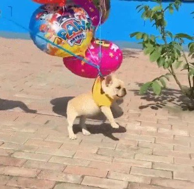 quedar,chica,gustar,globos