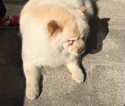 casa,probar,algo,perro