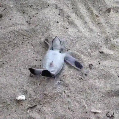 pequeño,hacerlo,vuelta,animo