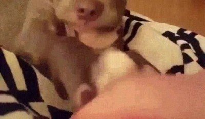 perrete,jugar,clasico,juego,mano,encima