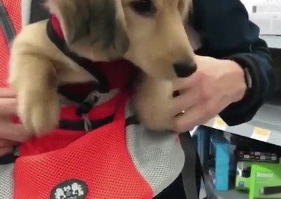 teoria,practica,perro,nadar