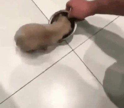 perro,amigo,restaurante,plato