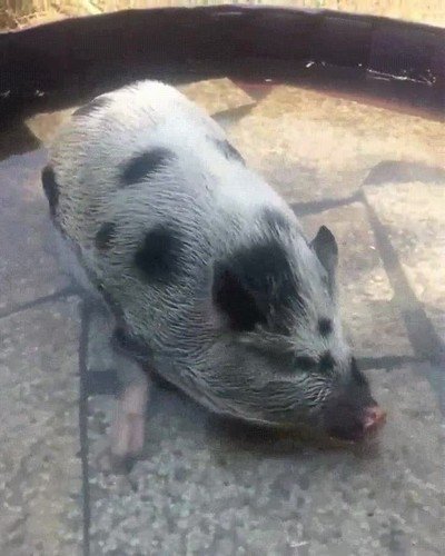 Enlace a Cerdo haciendo burbujas en el agua