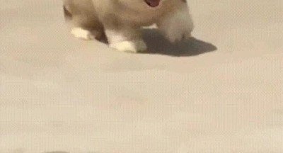 Si fuese un videojuego las físicas de este perro serían algo impresionante videojuego,perro,físicas,impresionante